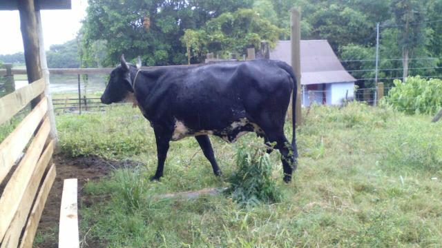 Vaca girolanda