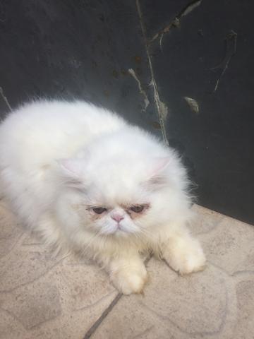 Gato persa macho 6 meses