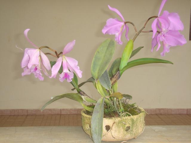 Orquídeas vasos de cerâmica