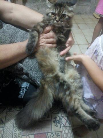 Vendo gato persa com angorá já vacinados con 4 mesês