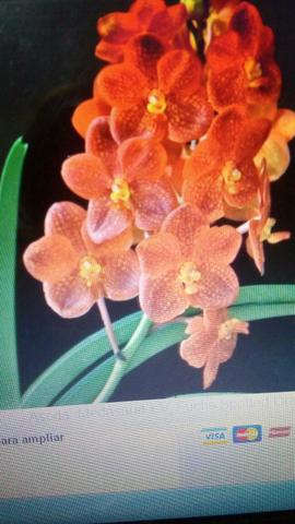 Orquídea Vanda Laranja adulta