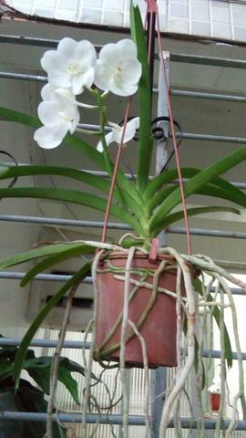 Orquídea Vanda branca adulta