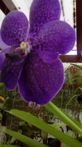Orquídea Vanda roxa adulta