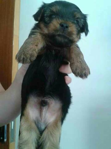 Yorkshire terrier