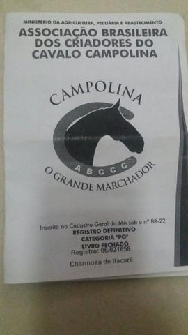 Égua Campolina Registrada