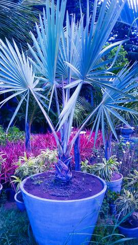 Palmeira azul (BISMARCK)