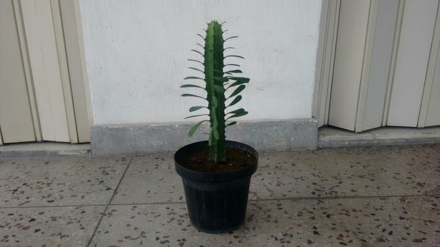 Planta Cacto