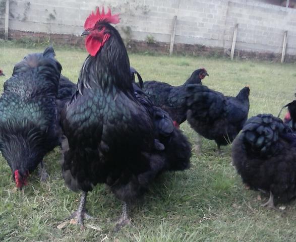 Ovos Galados da Raça Gigante Negro de Jersey