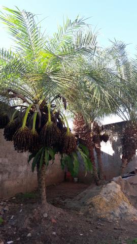 Palmeira fenix