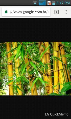 Varas de Bambu