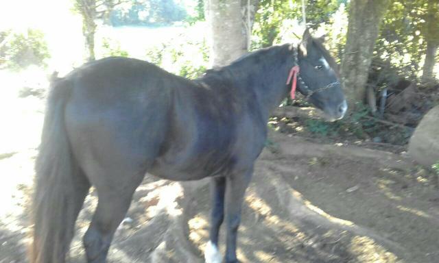 Cavalo crioulo chileno puro