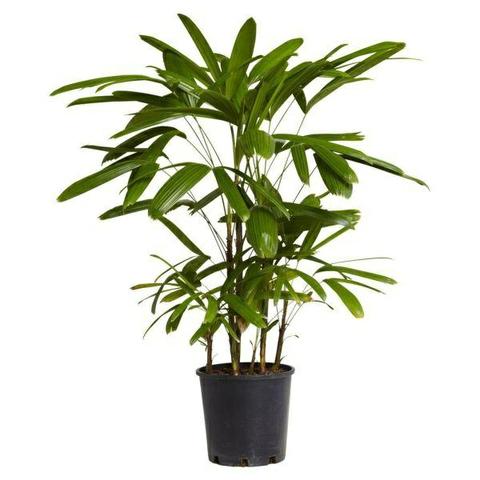 Palmeira Ráfia ou Raphis - Planta ornamental