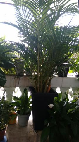 Planta palmeira, lindo pra sua varanda