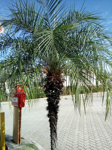 Temos sementes dessas palmeiras, TAMAREIRA DE JARDIM ou