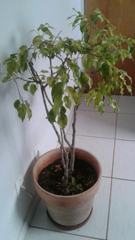 Vaso com Ficus