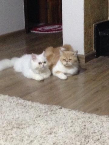 Gatos persas adultos