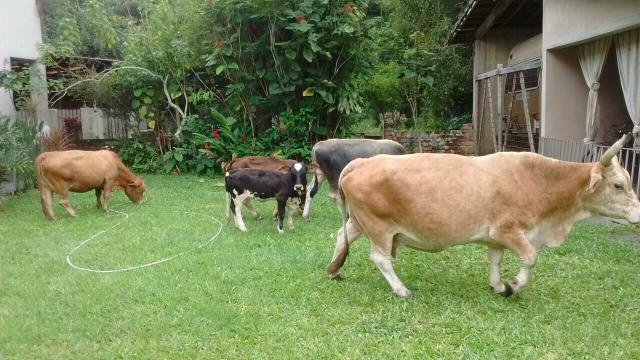Lindos animais (mini touros e mini vacas)