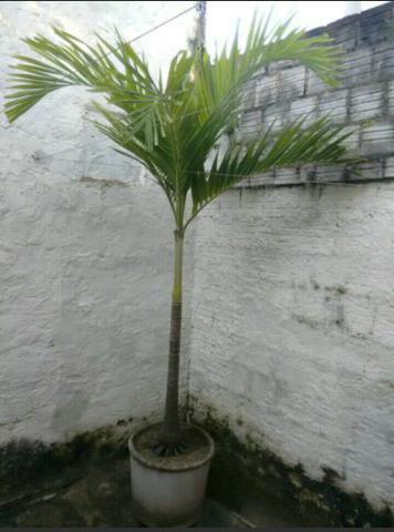 Palmeira de jardim