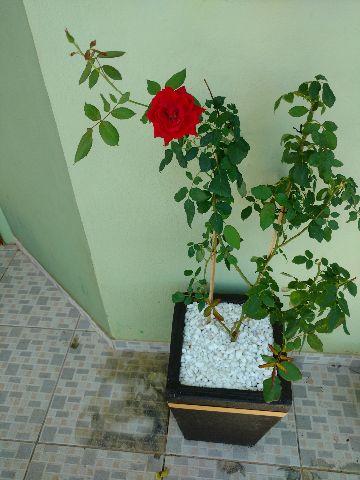 Roseira Vermelha Florando
