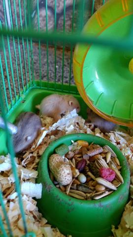 Hamster anão russo lindos