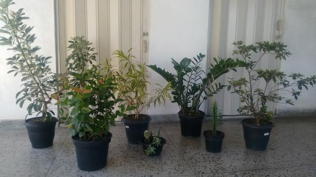 Plantas naturais para decoração de ambientes internos (7