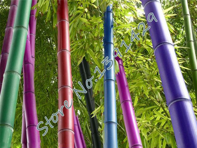 Bambu Multi Colorido (12 Sementes) Vasos Jardim - Cariri