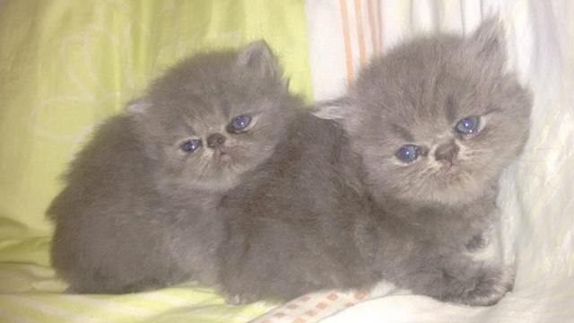 Gatinhos persa