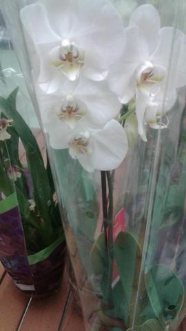 Orquídea Phalaenops