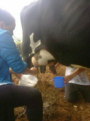 Vacas de leite girolanda