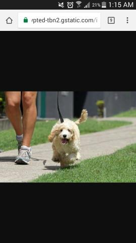 Dog walker | Passeador de cães