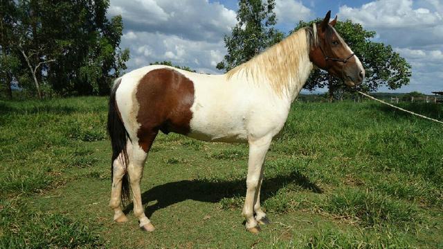 Cavalo pampa Castrado