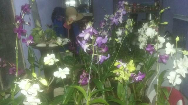 Orquídeas para o dia das mae e cestas de cafe