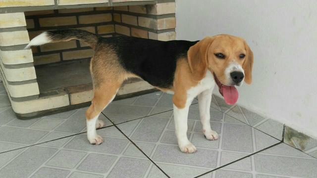 Beagle fêmea tricolor