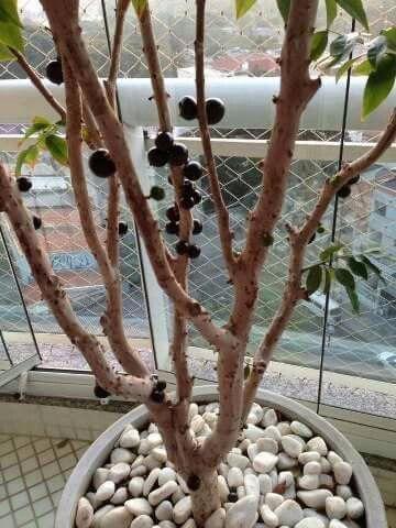 Jaboticaba produzindo c frutas jaboticabeira