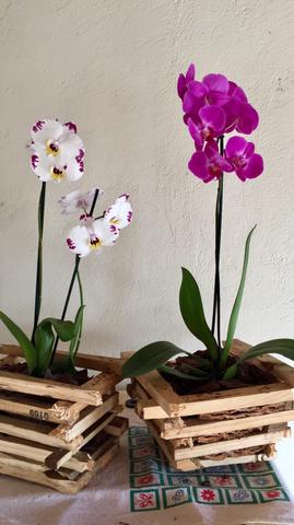 Orquideas Flores Naturais p/ Presente ou Coleção
