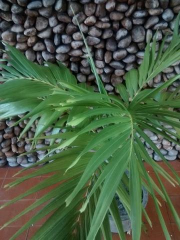 Planta: palmeira