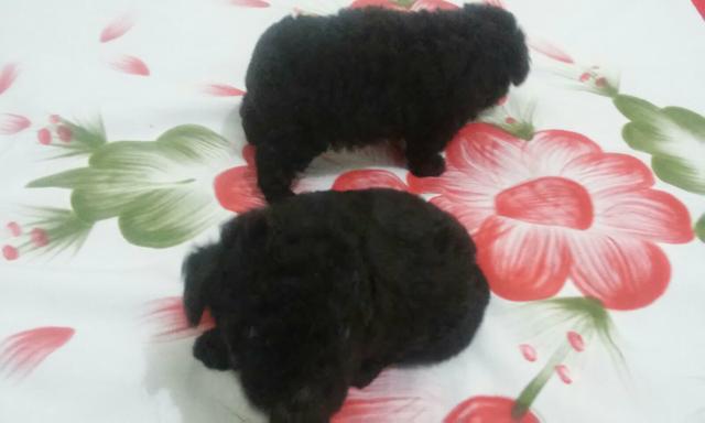 Vendo duas cachorrinhas poodle preta