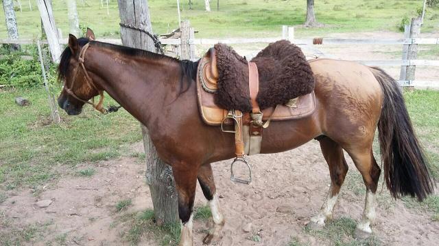 Cavalo Gateado