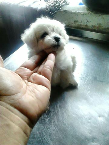 Lindos poodle micro toy