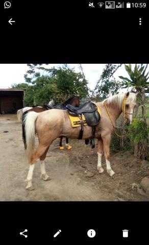 Cavalo Palomino Baio