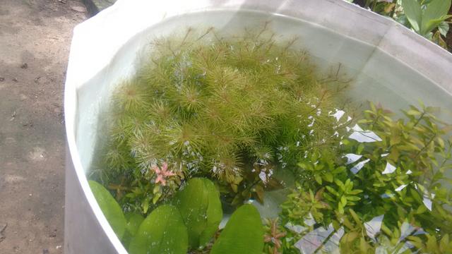 Lindas plantas pra aquário