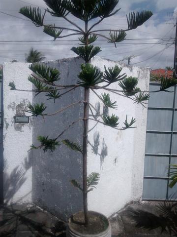 Planta: Pinheiro