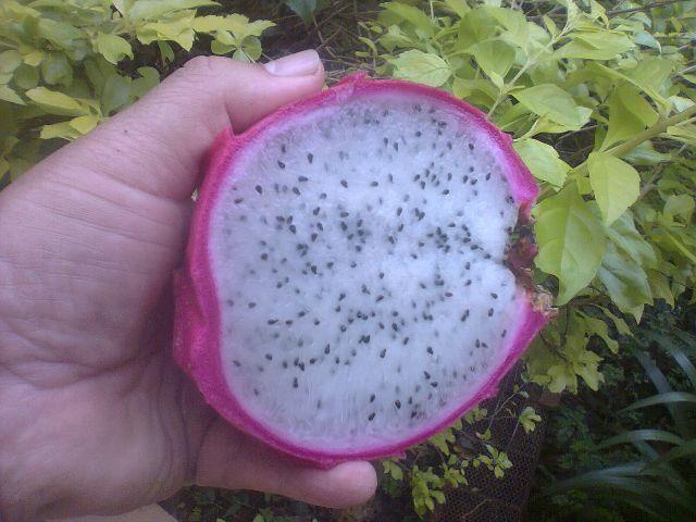 Vendo mudas da fruta pitaya -Guarulhos