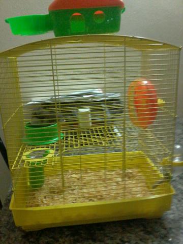 Hamster com gaiola 80 reais,e casinha pra dormi