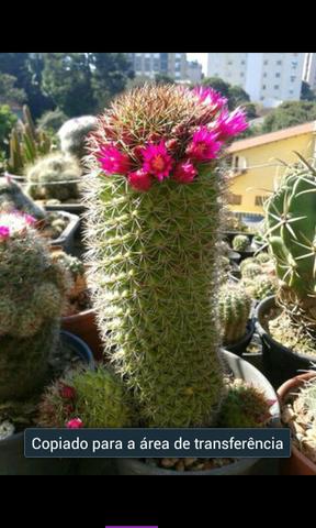 Sementes de cactus