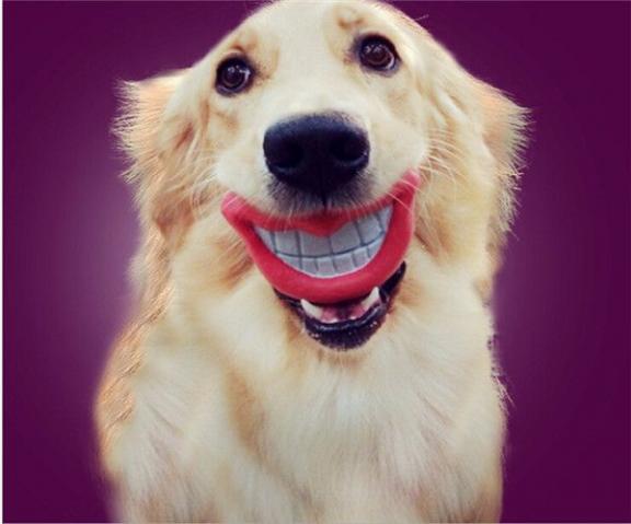 Sorriso Mordedor para Cães