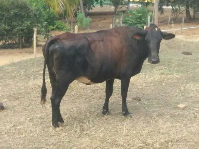 Vaca Girolanda de Leite Barato (Leia)