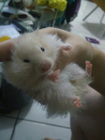 Hamster angorá branco e bege