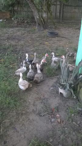 Patos para criação e consumo