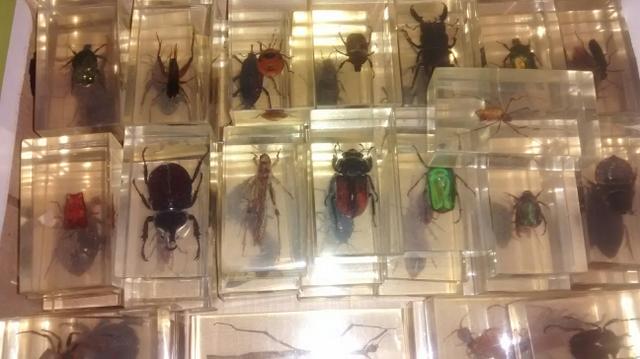 Coleção de insetos resinados